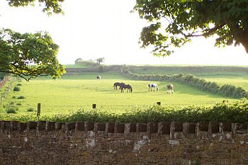 Horses and field